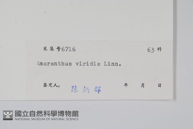 Green amaranth Collection Image, Figure 2, Total 2 Figures