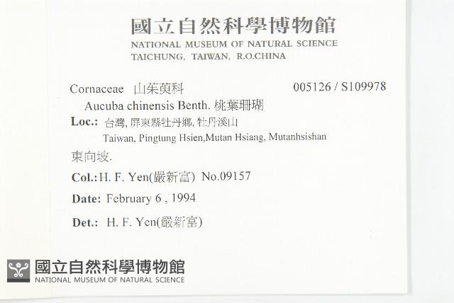 桃葉珊瑚藏品圖，第2張