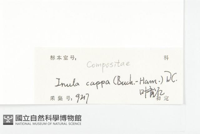 羊耳菊藏品圖，第3張