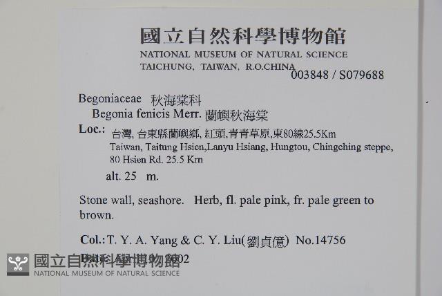 蘭嶼秋海棠藏品圖，第2張