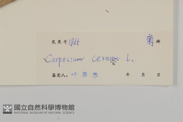 杓兒菜藏品圖，第3張