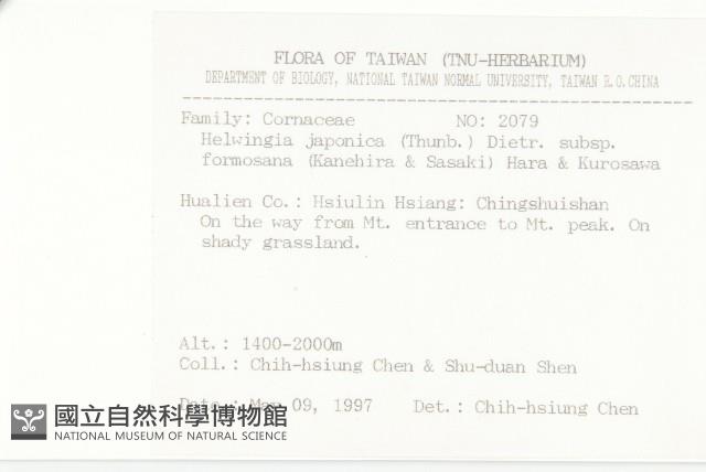 臺灣青莢葉藏品圖，第2張