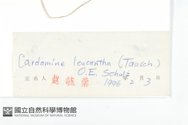 白花碎米薺藏品圖，第3張