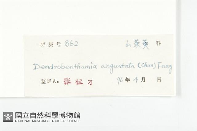 尖葉四照花藏品圖，第3張