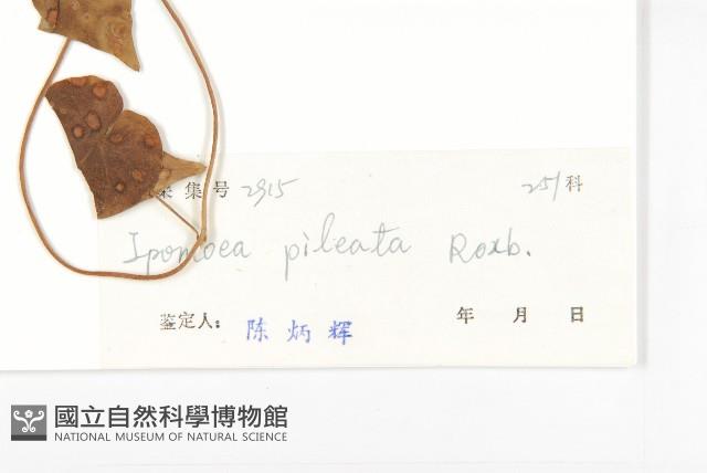 帽苞薯藤藏品圖，第3張