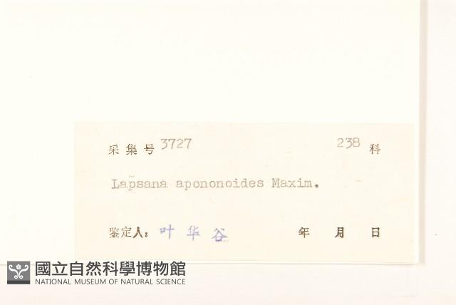 稻槎菜藏品圖，第3張