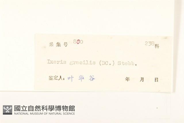 細葉苦實藏品圖，第3張