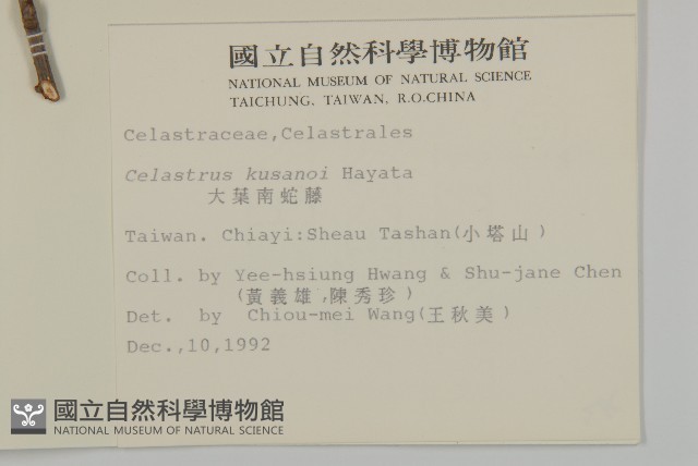 大葉南蛇藤藏品圖，第2張