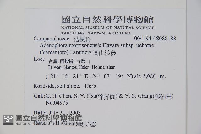 高山沙參藏品圖，第2張