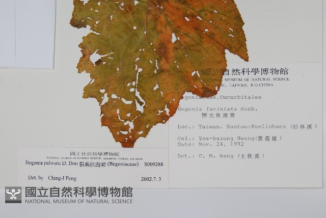 裂葉秋海棠藏品圖，第2張