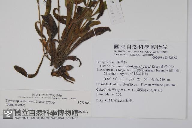 盾果草藏品圖，第2張