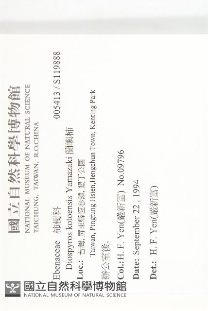 蘭嶼柿藏品圖，第2張