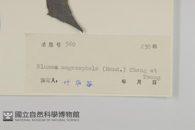 大頭艾納香藏品圖，第3張