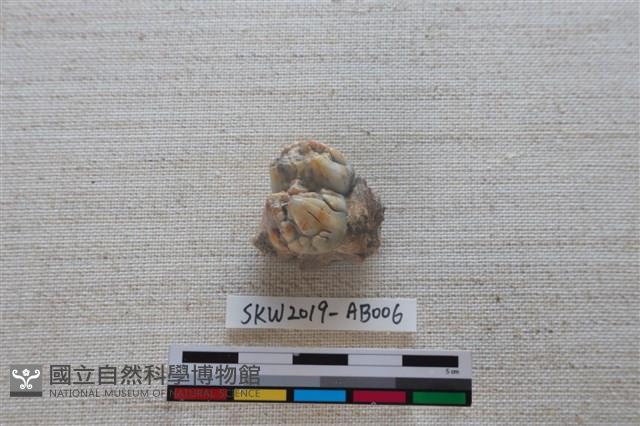 獸骨藏品圖，第3張
