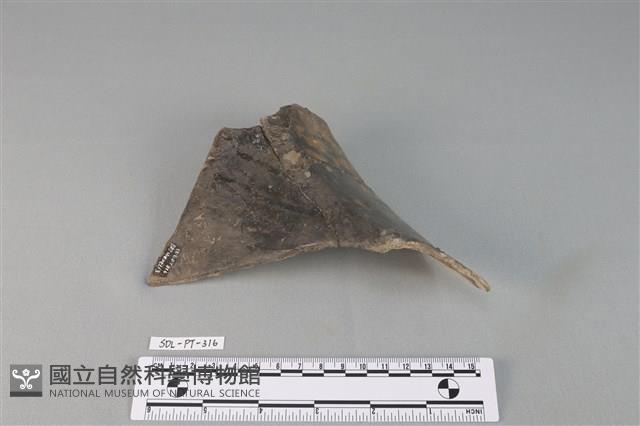 陶罐藏品圖，第3張