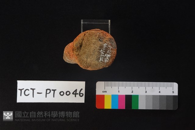 陶蓋鈕藏品圖，第3張