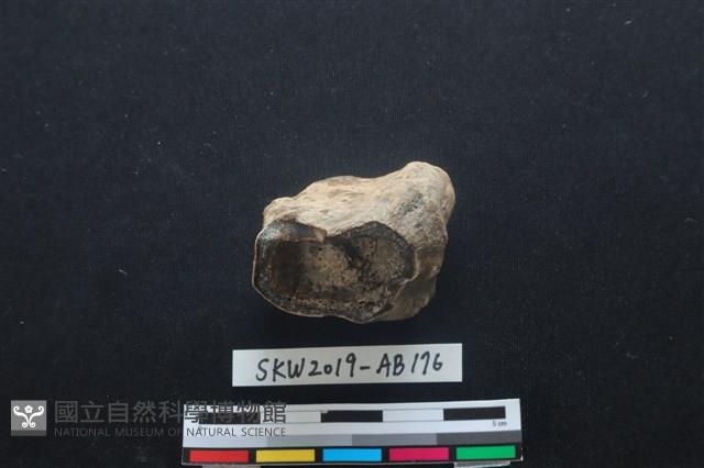 獸骨藏品圖，第3張