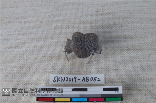 獸骨藏品圖，第3張