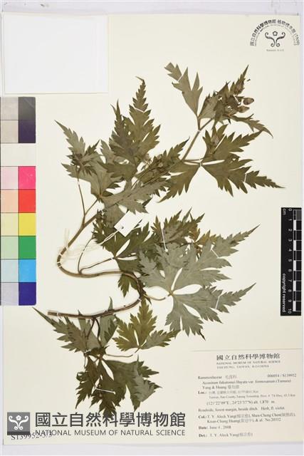 蔓烏頭藏品圖，第3張