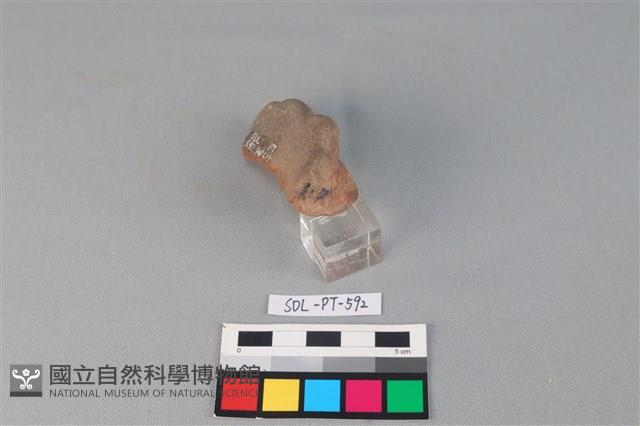 陶網墜藏品圖，第3張