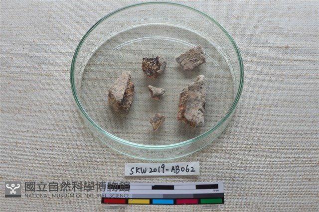 獸骨藏品圖，第3張