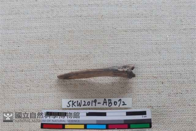 魚骨藏品圖，第3張