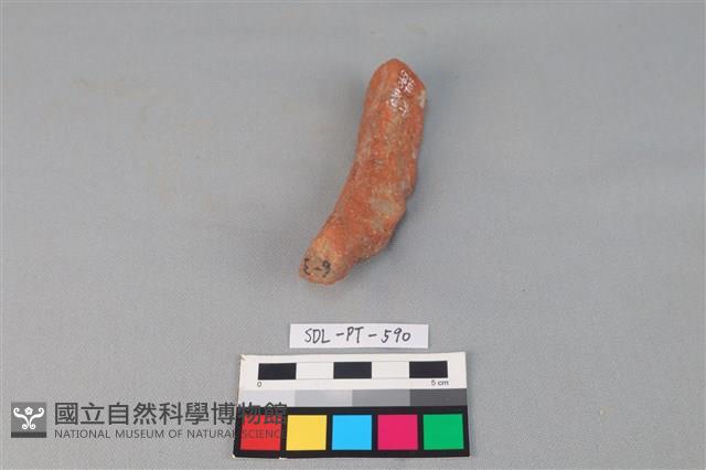 陶網墜藏品圖，第3張