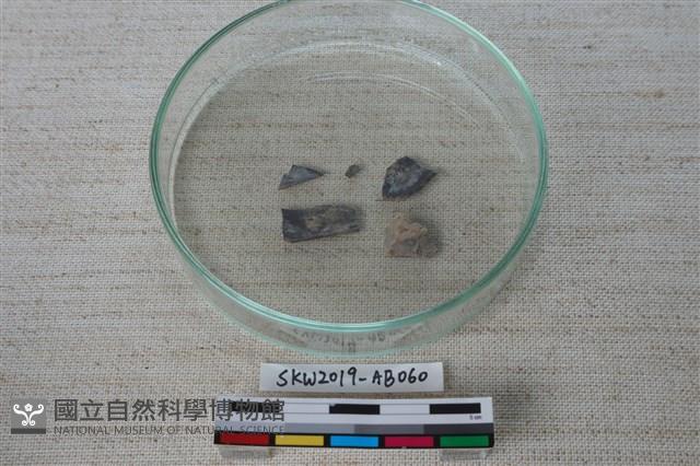 獸骨藏品圖，第3張