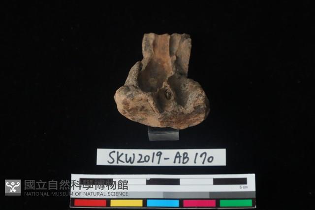 獸骨藏品圖，第3張