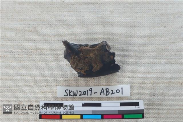 獸骨藏品圖，第3張