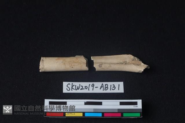 獸骨藏品圖，第3張