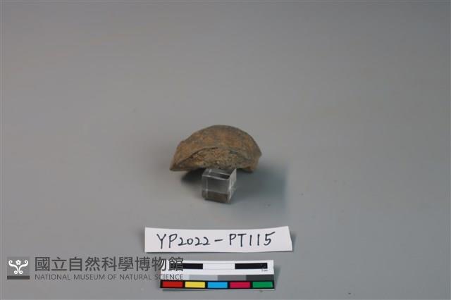 陶鈕藏品圖，第3張