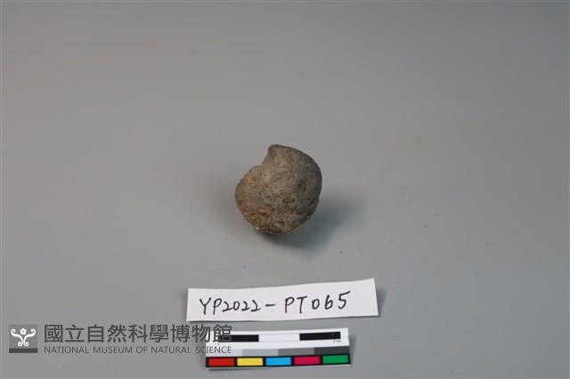 陶鈕藏品圖，第3張