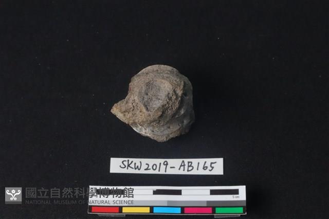 獸骨藏品圖，第3張