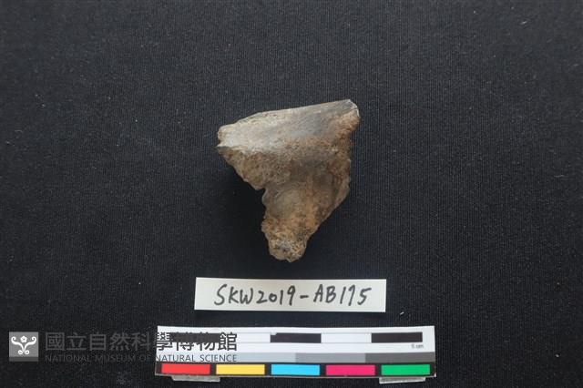 獸骨藏品圖，第3張