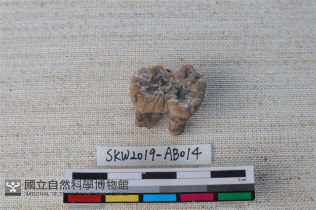 獸骨藏品圖，第3張