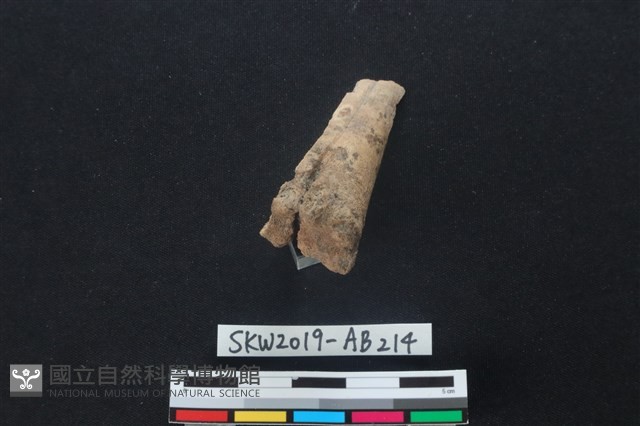 獸骨藏品圖，第3張