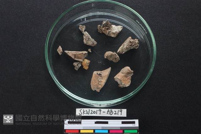 獸骨藏品圖，第3張