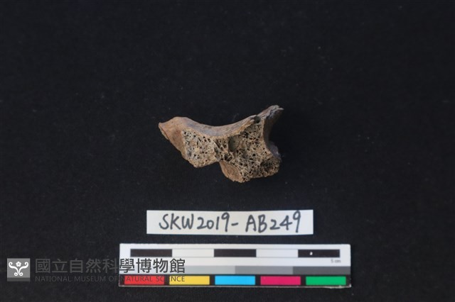 獸骨藏品圖，第3張
