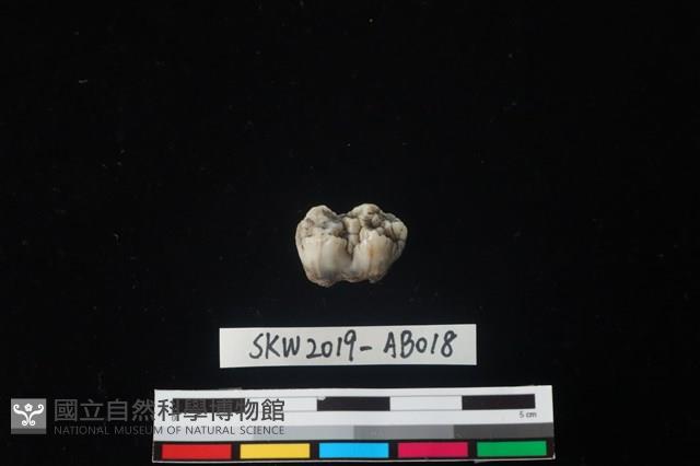 獸骨藏品圖，第3張