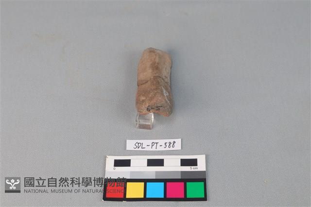 陶網墜藏品圖，第3張