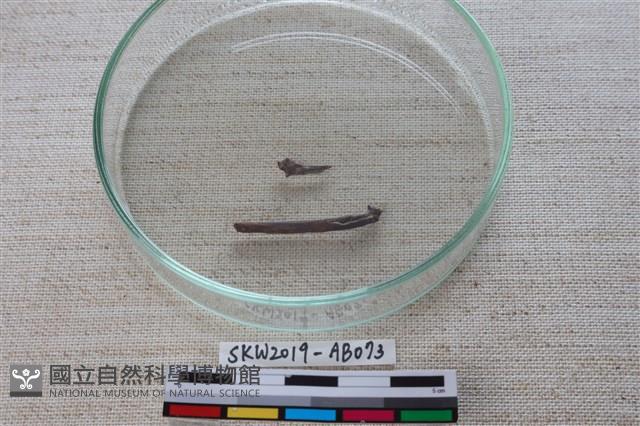 魚骨藏品圖，第3張