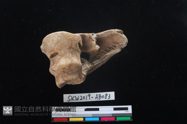 獸骨藏品圖，第3張