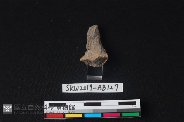 獸骨藏品圖，第3張
