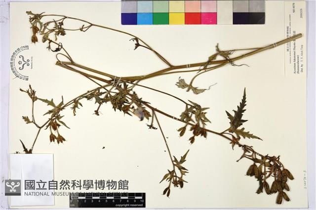 臺灣烏頭藏品圖，第3張