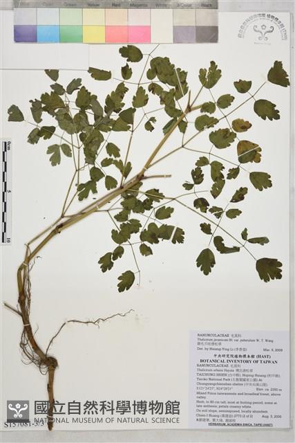 微毛爪哇唐松草藏品圖，第3張