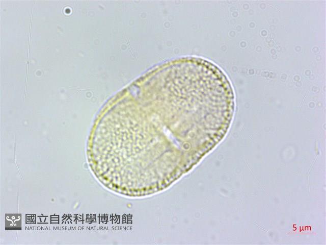 日本前胡藏品圖，第3張