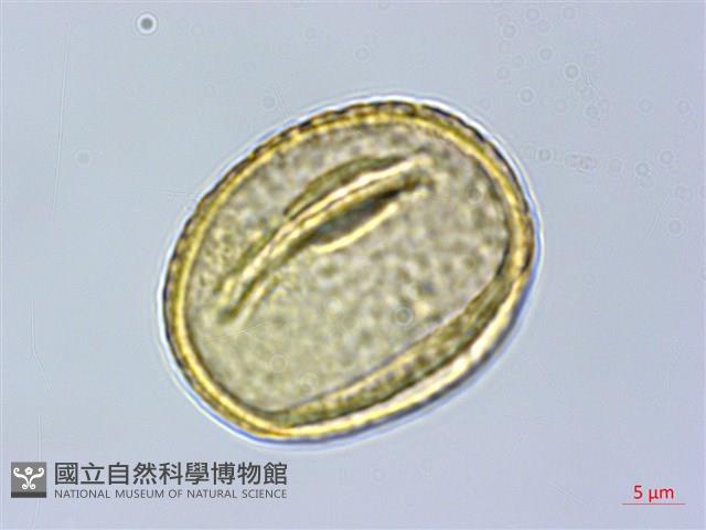 福木、山桔子、恆春福木藏品圖，第3張