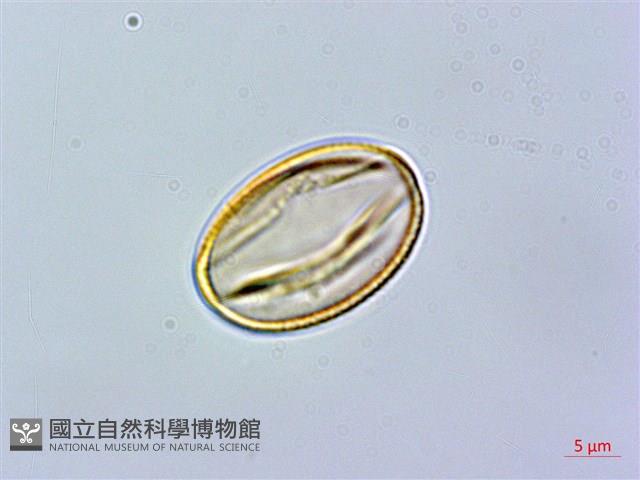 石吊蘭、吊石苣苔藏品圖，第3張