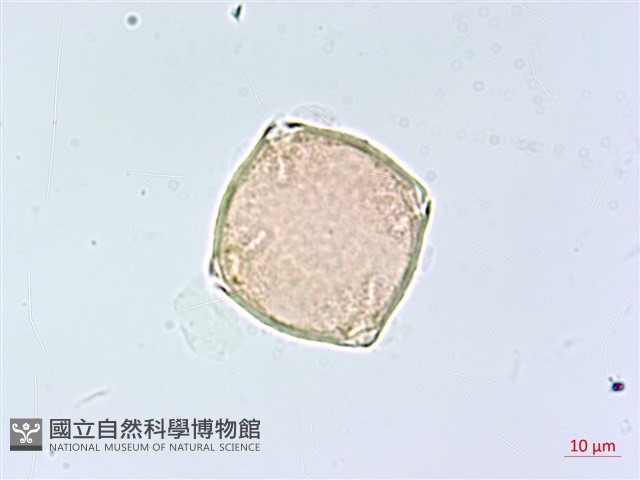 登錄號:S148296藏品圖，第4張